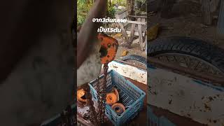 ทํารอกสาวขนาด3ตัน ให้เป็น1.5ตัน