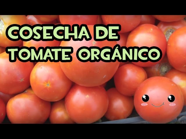 El Cultivo del Tomate Orgánico: Secretos para una Gran Cosecha