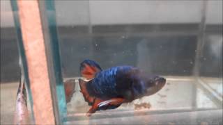 preview picture of video 'Bettas de Venezuela - 2da Expo Betta Cumaná 2013'