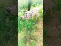 Bull Video Youtubeshorts Shorts Shortfeed