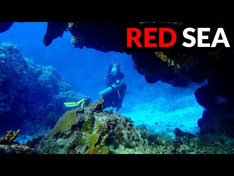 Diving the Red Sea - Wrecks, Wildlife, and Why You Should Go