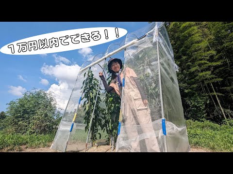 苗木用の小さな温室を作るにはどうすればよいですか？自宅で簡単に再現できるリサイクルアイデア4選！  庭園