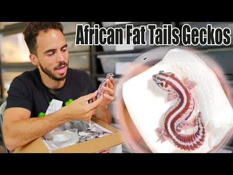 AFRICAN FAT TAIL GECKOS UNBOXING! CRAZY MORPHS