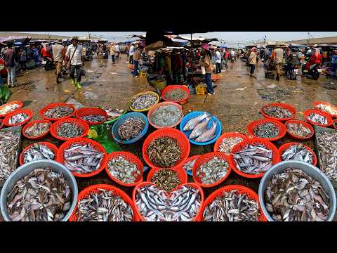 Cambodia Fish Distribution Market Activities, Fish Market Kilo 9, Wet Market, Abundant Fish