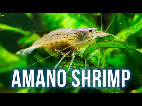 AMANO SHRIMP CARE – Best Algae Eater for Planted Tanks?