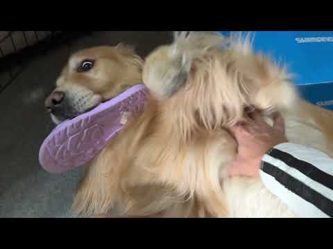 youtube-動物記事1970/01/01 09:00:00