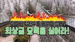 최고의 정원수를 키우고 싶다? 최상급 묘목을 심어라!