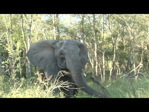 safari.tv diary - 11 may 2010