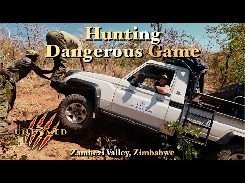 Hunting four Buffalo for bait and TWO leopard in the Zambezi Valley with Dalton & York Safaris