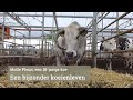 Molle Pleun, een koe van achttien jaar [let op: slachting in beeld]