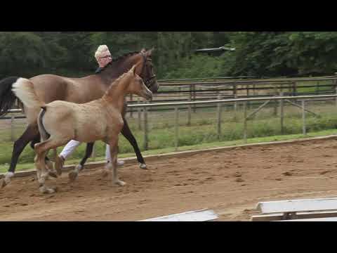 Auktionsfohlen Nr 76 SF v. Cockney Cracker – Hot Cream