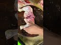 Amazing Cut Cuttingchicken Videoshort