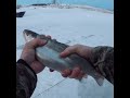 Video Thumbnail for Silver Bullet Fishing! #Shorts