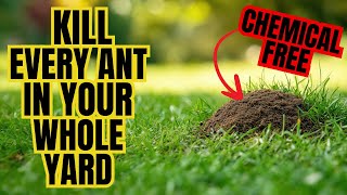 Natural Way To Rid Your Entire Yard Of ANTS (WITHOUT CHEMICALS)