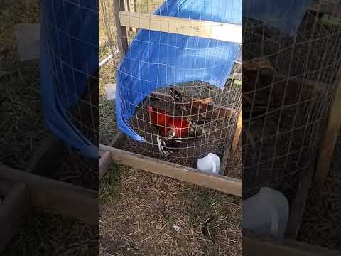 Spangled yellow leg hatch..