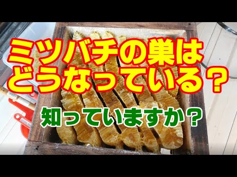 野生のミツバチの苗床 自然と動物