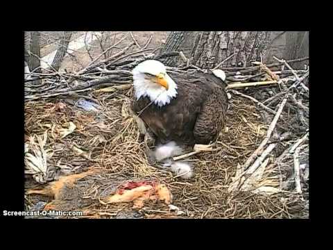Decorah Eagles Chicks Out Of Egg Bowl