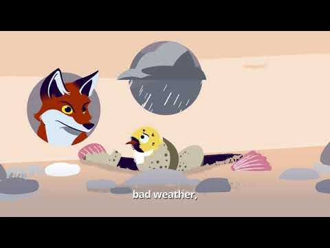 Little terns at Gronant