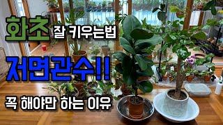 저면관수 꼭 해야하는 이유. 화분 물주는 법. 화분 화초 잘 키우는 방법!!