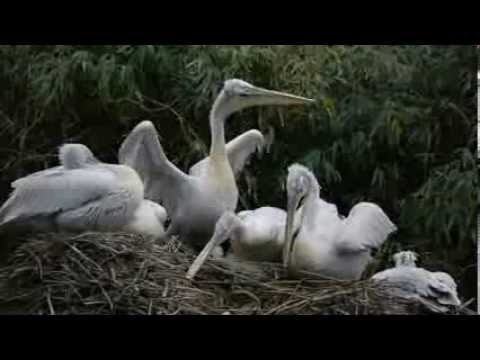 Pelikanen Blijdorp op 9 jan 2014