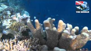 preview picture of video 'Diving in Bunaken: Manado, Sulawesi dive Indonesia video. Healthy reefs, turtles and mandarinfish'