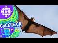 The Bat | Amazing Animals | CBC Kids