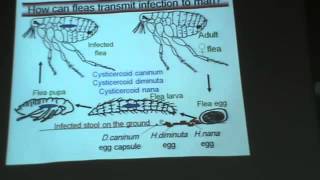 Dr Azza   Parasitology   Helminths   Hymenolepis Infections   Part 2   YouTube