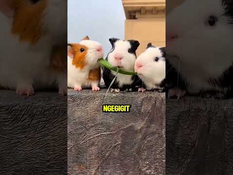 Ternyata Yang Tengah Yang Paling Licik😂