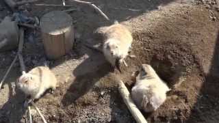 preview picture of video 'プレーリードック　日立市かみね動物園　Prairie dogs in Kamine Zoo of Hitachi city'