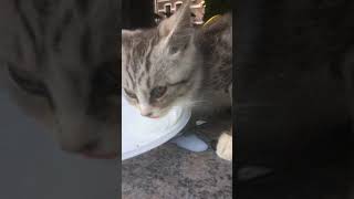 Поймал котёнка и накормил молоком!