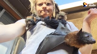LIVE: Rescue Bats From Australia for National Bat Appreciation Day | The Dodo LIVE by The Dodo