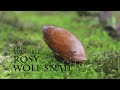 Adorable Rosy Wolf Snail (Time To Wake Up)