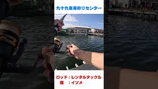 【驚き】釣り堀でこの引き？？鯛だらけ・・・ #九十九里海釣りセンター #海釣り #釣り
