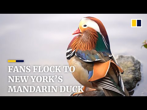 , title : 'The Mandarin duck - New York's most surprising celebrity'