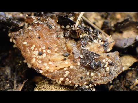 Close-ups of white mites, cocoons & worms in ANC bins - time lapse vermicomposting