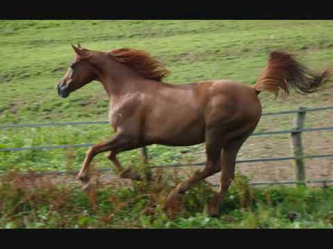 ACEB KHAMBALAYA D´QATAR