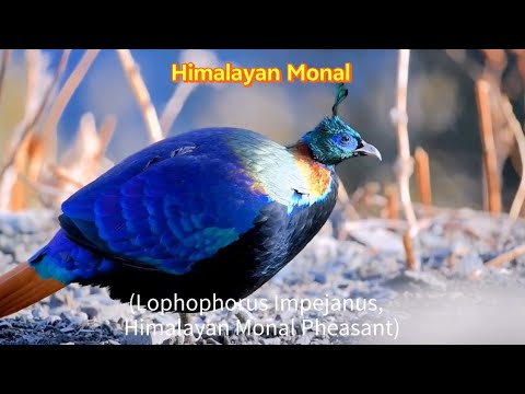 Lophophorus impejanus Himalayan Monal