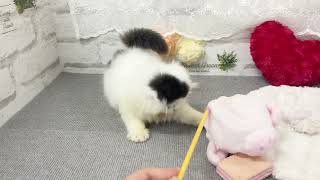 スコティッシュフォールドの動画01