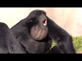 Call of the Siamang Apes