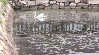 岡山城で優雅に泳ぐ白鳥