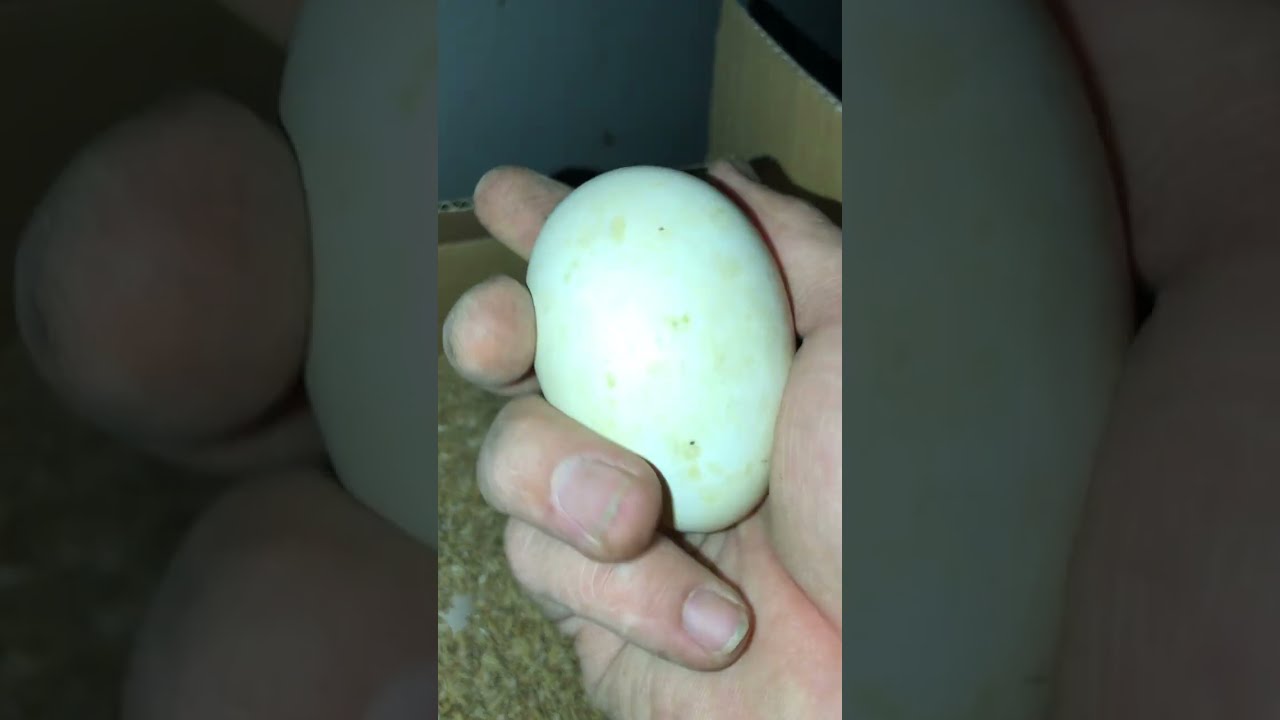 Mót trứng gà tre ngoài vườn ngày lễ phục sinh #mypetdn #trungga #nuoiga #gathavuon #gatre 