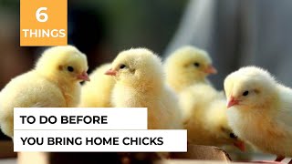 The 6 Things You MUST Have Before You Get Baby Chicks At Home