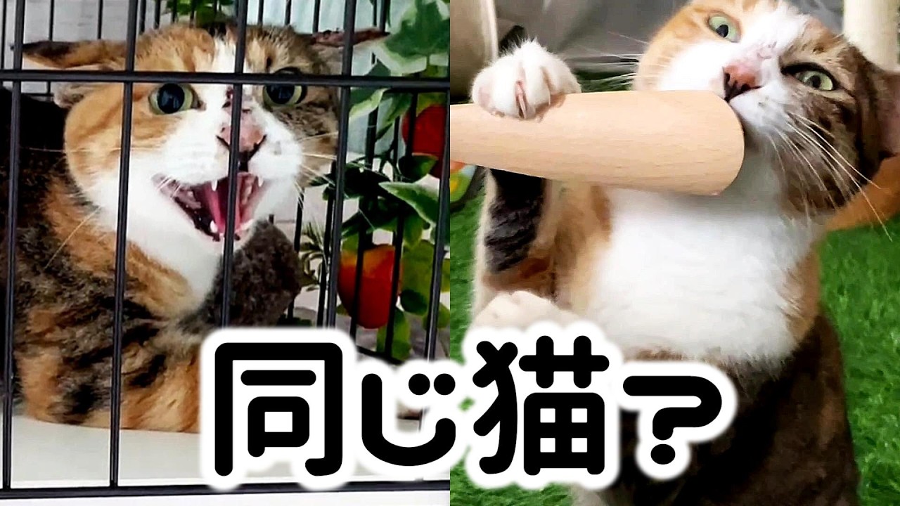 保護から２か月半で劇変！家猫の階段昇る元野良猫ゆきちさん