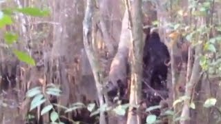 Sosok Aneh Berjalan Di-Hutan AS Di-anggap 'Best Big Foot sighting ever'