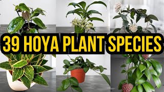 39 Most Popular HOYA Varieties to Grow in Home and Garden