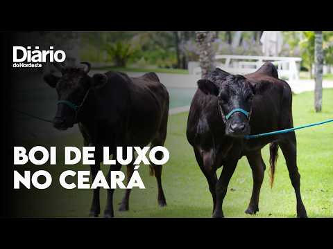 Do Japão para o Ceará: como é a criação de um dos bois mais caros do mundo em Itaitinga