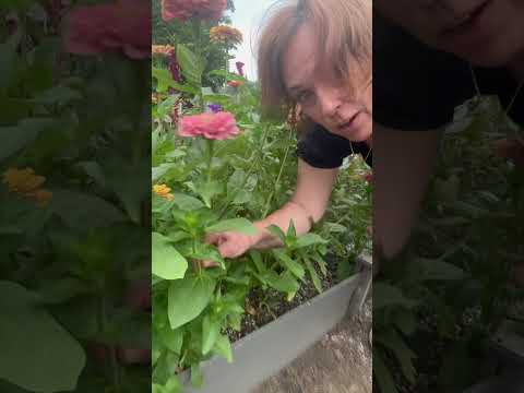The secret to non-stop zinnia blooms all summer long! #zinnias #garden #gardening #cutflowers