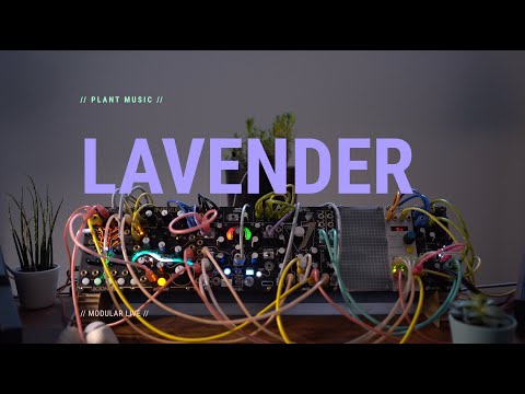 Plant Music - Lavender  [ Generative | Electronic | Modular ]