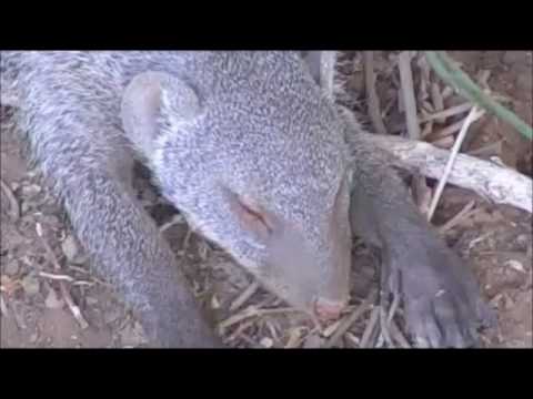 Pete's Pond : Troop of Banded Mongoose hanging out under and near the hide 426 PM  Oct 11, 2016