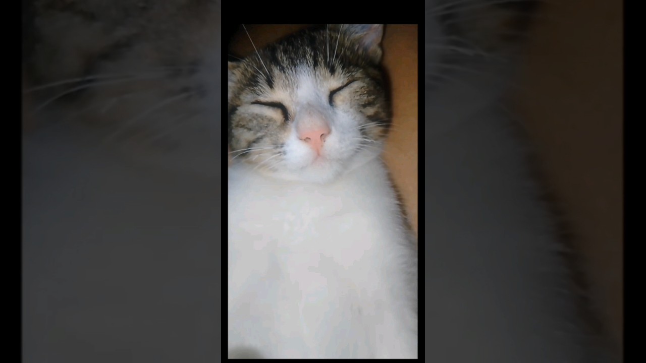 yawning cat funny vedio 🥱😂 #shorts